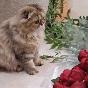 شمع آرایی تولد